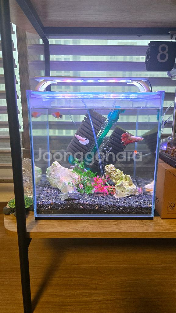 어항 풀세트 가로폭높이 30cm 30cm 30cm--0