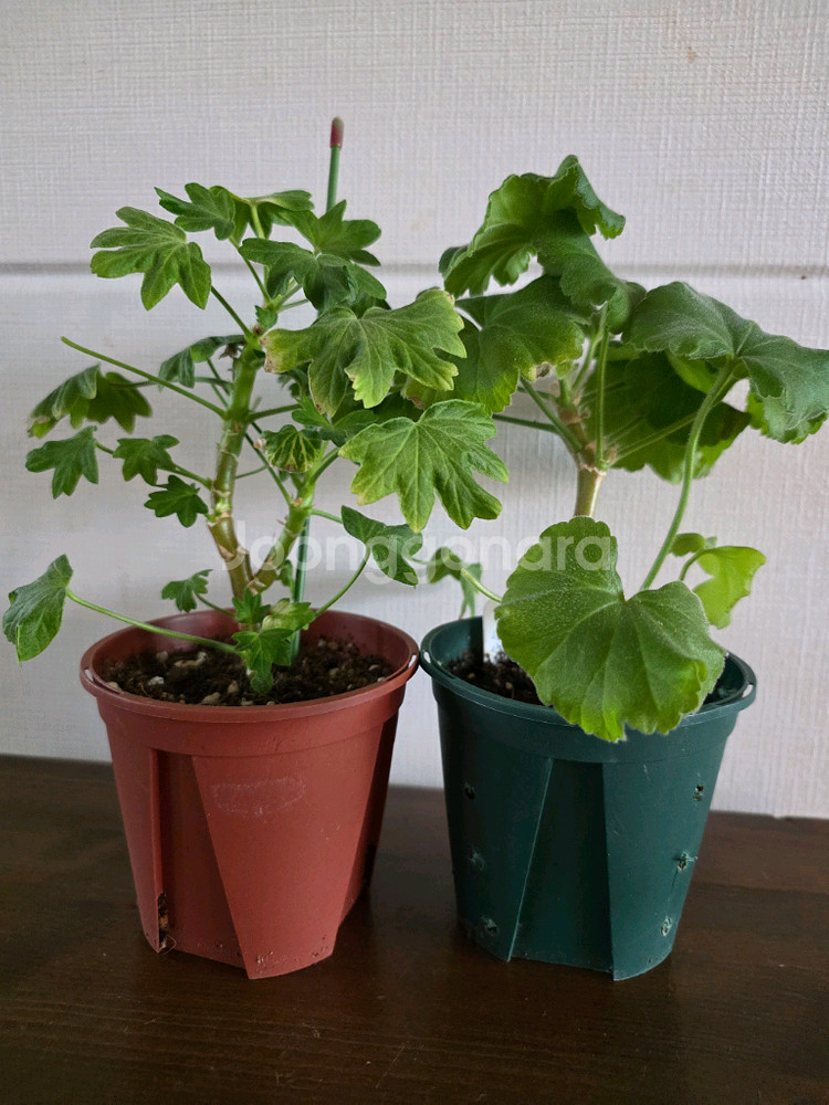 제라늄 모종 4종 세트--0