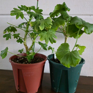 제라늄 모종 4종 세트