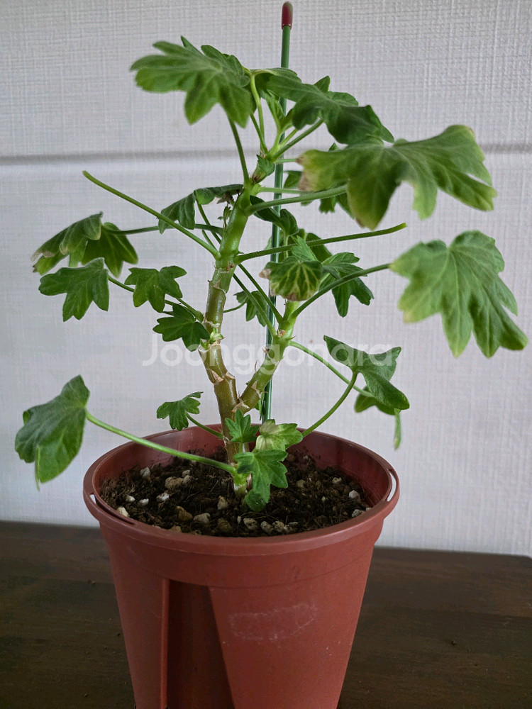 제라늄 모종 4종 세트--2