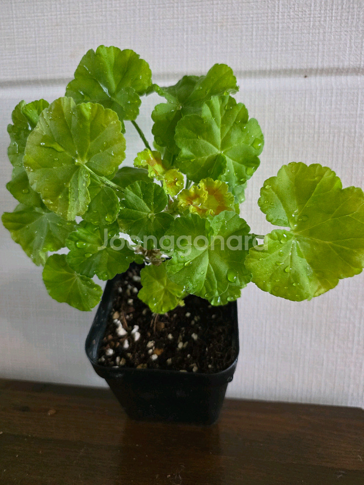 제라늄 모종 4종 세트--3