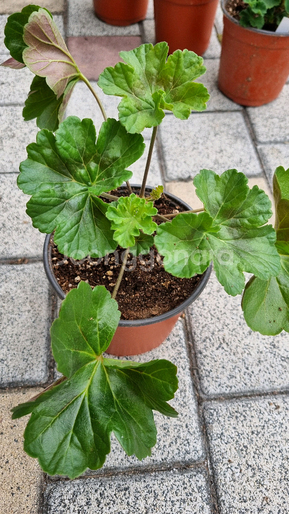 러시아 제라늄 가넷팔지--1