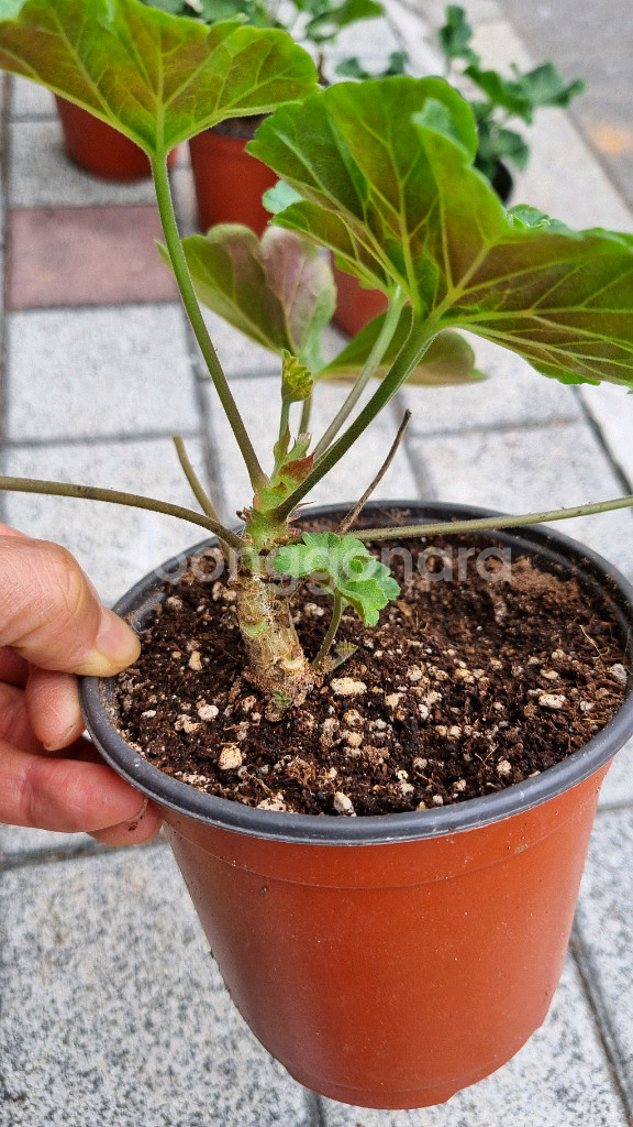 러시아 제라늄 가넷팔지--2