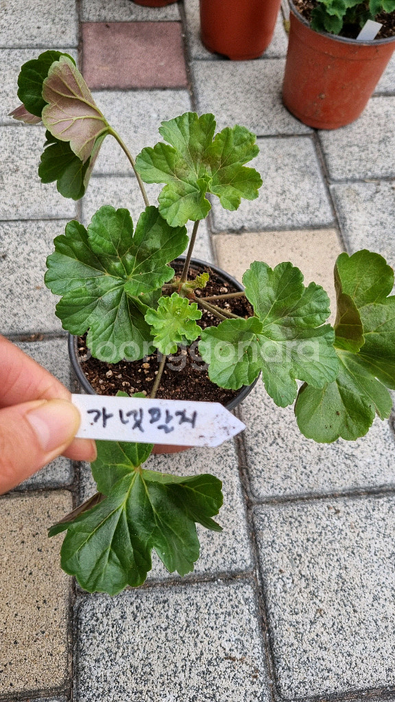 러시아 제라늄 가넷팔지--0