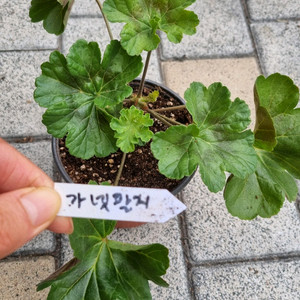 러시아 제라늄 가넷팔지