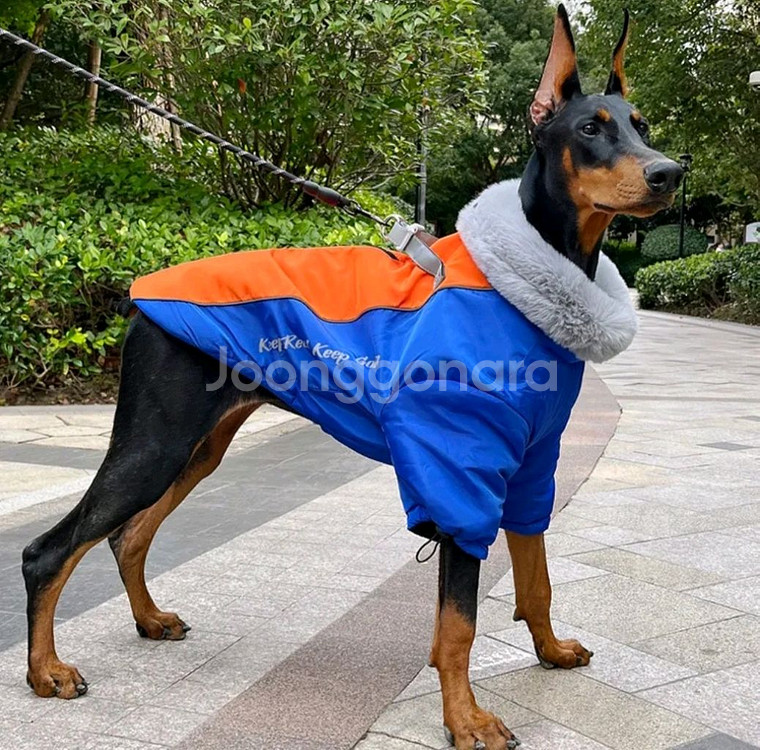 4XL 20 - 27kg 대형견 패딩--0