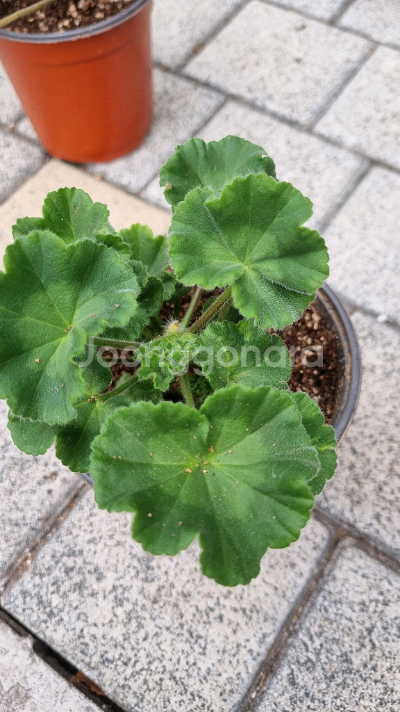 러시아 제라늄 #러시아제라늄 블루크파레이 봄볕 버마의여왕--2