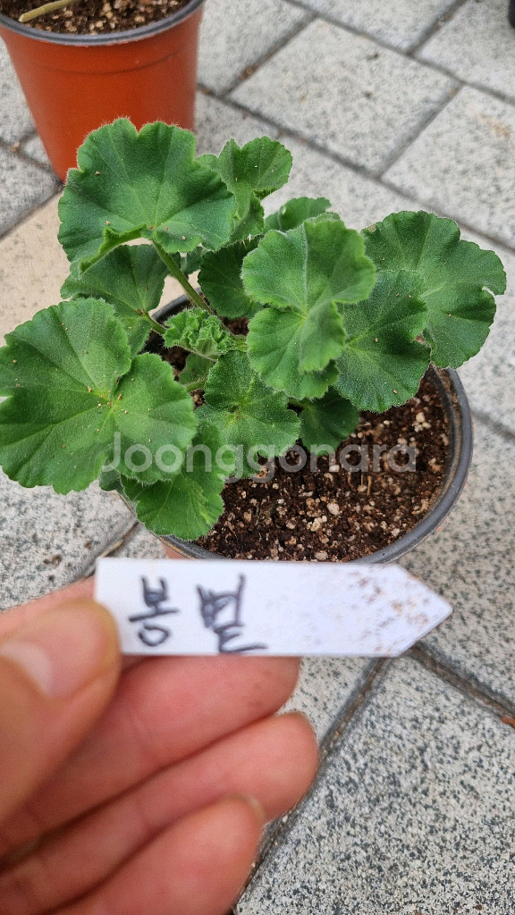 러시아 제라늄 #러시아제라늄 블루크파레이 봄볕 버마의여왕--0