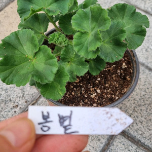 러시아 제라늄 #러시아제라늄 블루크파레이 봄볕 버마의여왕