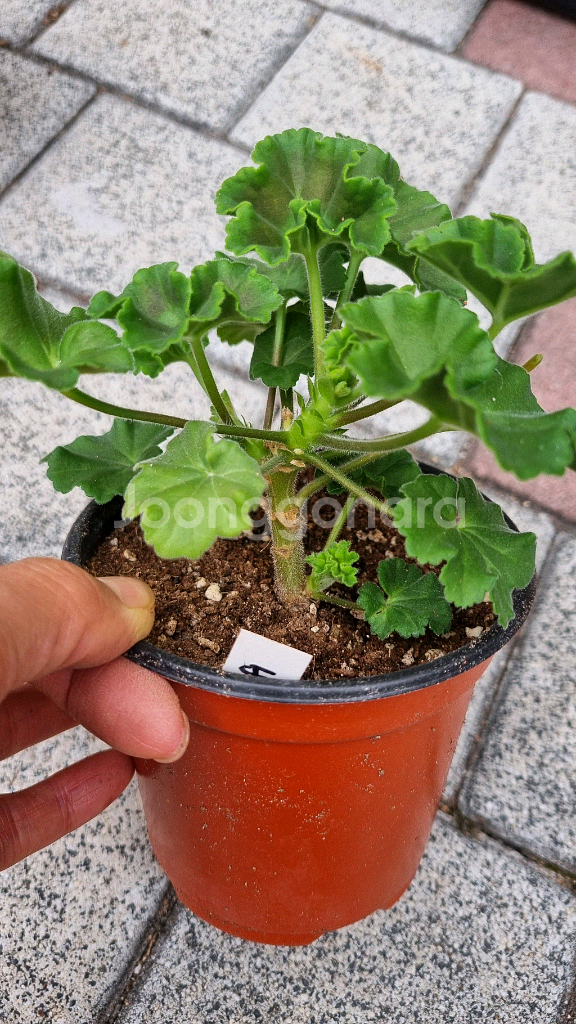 러시아 제라늄 #러시아제라늄 블루크파레이 봄볕 버마의여왕--4