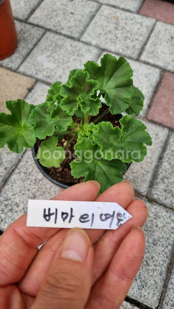 러시아 제라늄 #러시아제라늄 블루크파레이 봄볕 버마의여왕--3