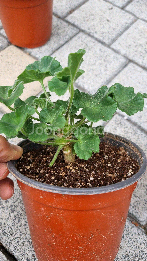 러시아 제라늄 #러시아제라늄 블루크파레이 봄볕 버마의여왕--1