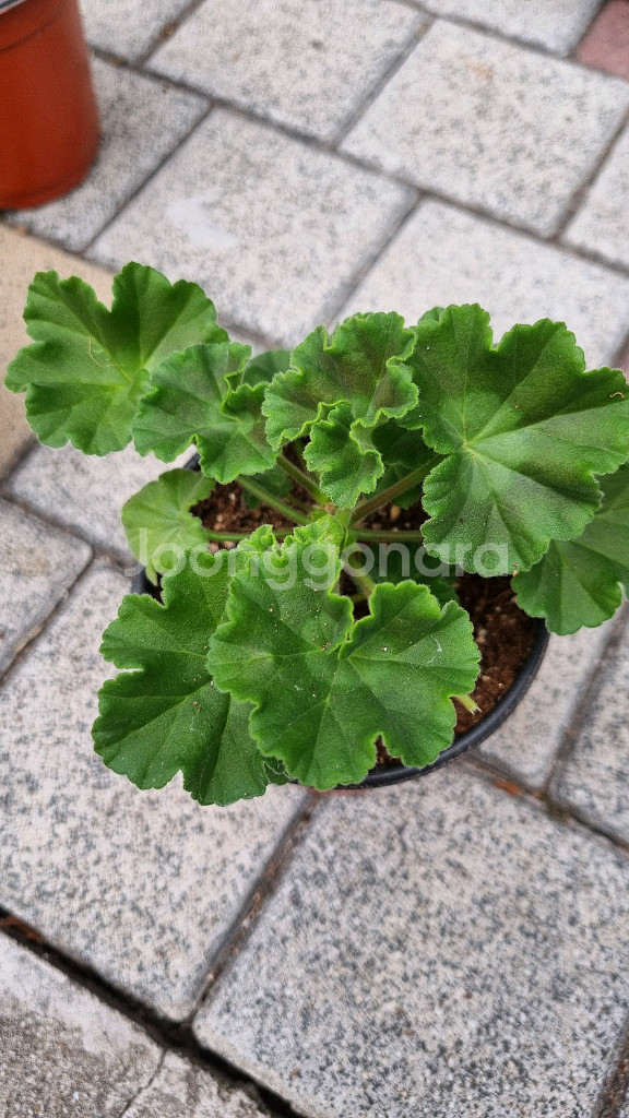 러시아 제라늄 #러시아제라늄 블루크파레이 봄볕 버마의여왕--5