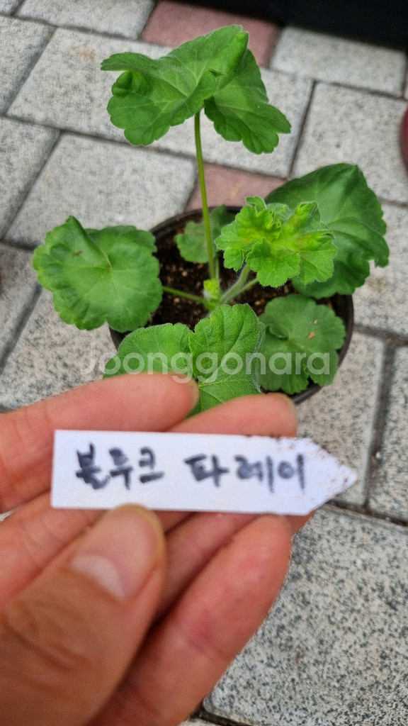 러시아 제라늄 #러시아제라늄 블루크파레이 봄볕 버마의여왕--6