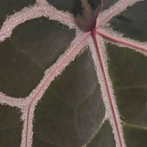 안스리움 미쉘자라 닥터블락 (3촉)