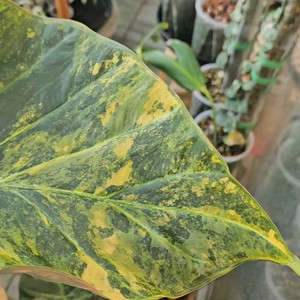 알로카시아 레갈쉴즈바리에가타 모주 (자구달린)