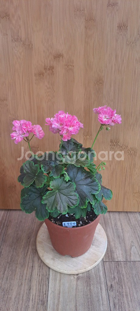 블랙맘마 유럽 제라늄 중품 사진 아이로 배송--0