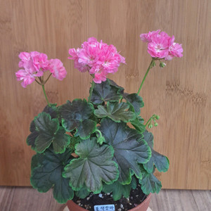 블랙맘마 유럽 제라늄 중품 사진 아이로 배송