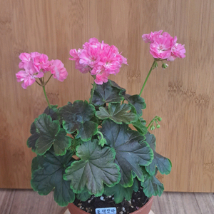 블랙맘마 유럽 제라늄 중품 사진 아이로 배송