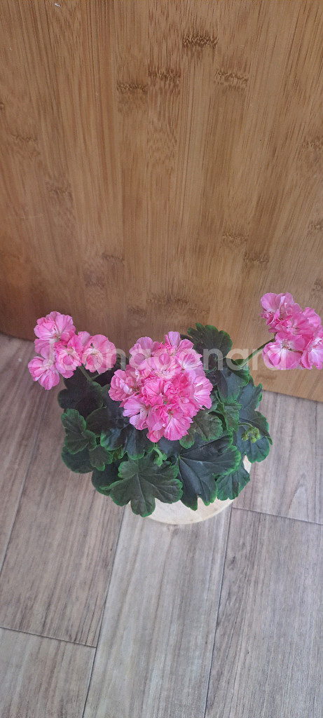 블랙맘마 유럽 제라늄 중품 사진 아이로 배송--1