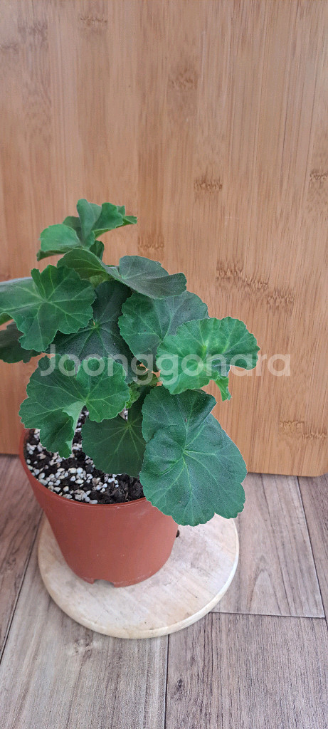 봄노을 한국 제라늄 중품--0