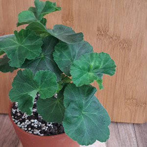 봄노을 한국 제라늄 중품