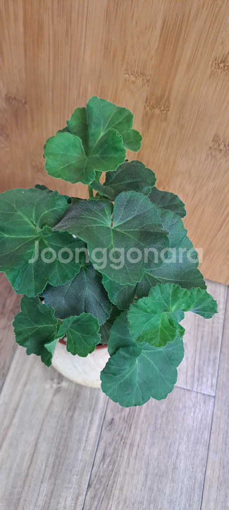 봄노을 한국 제라늄 중품--1