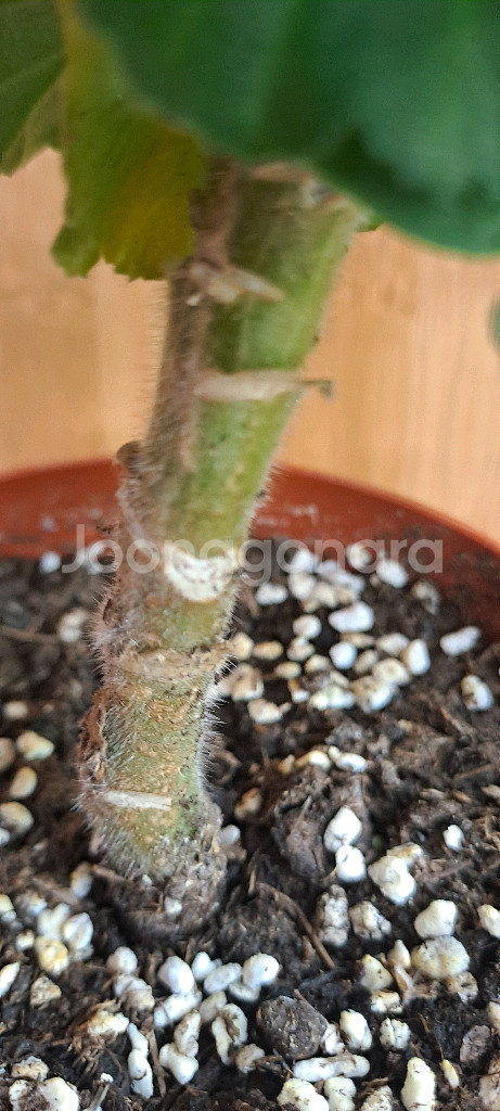 봄노을 한국 제라늄 중품--2