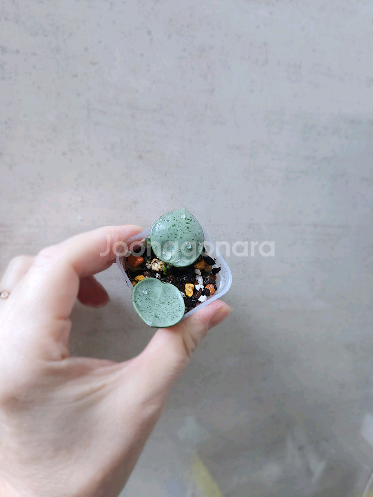 호야민트코인--0