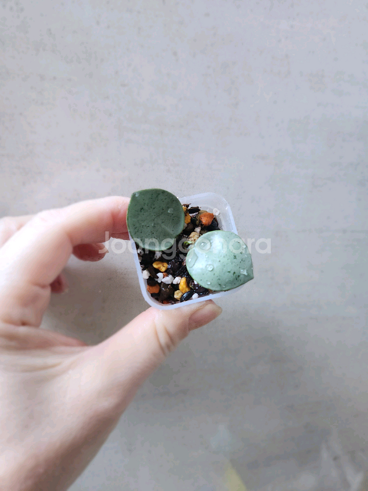 호야민트코인--1