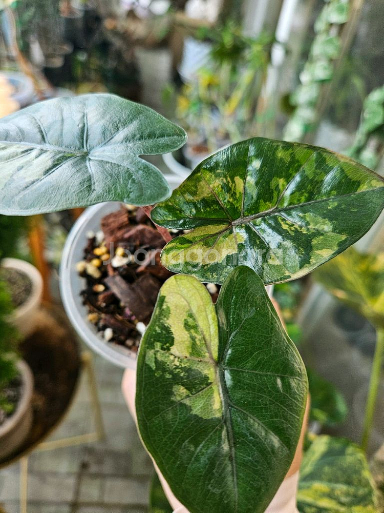 알로카시아 유카탄프린세스 바리에가타--3