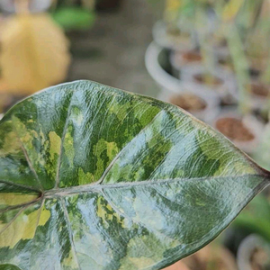 알로카시아 유카탄프린세스 바리에가타