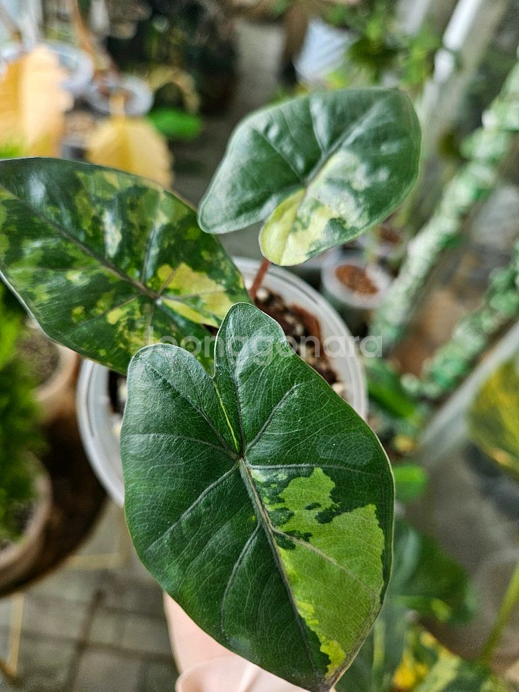 알로카시아 유카탄프린세스 바리에가타--4