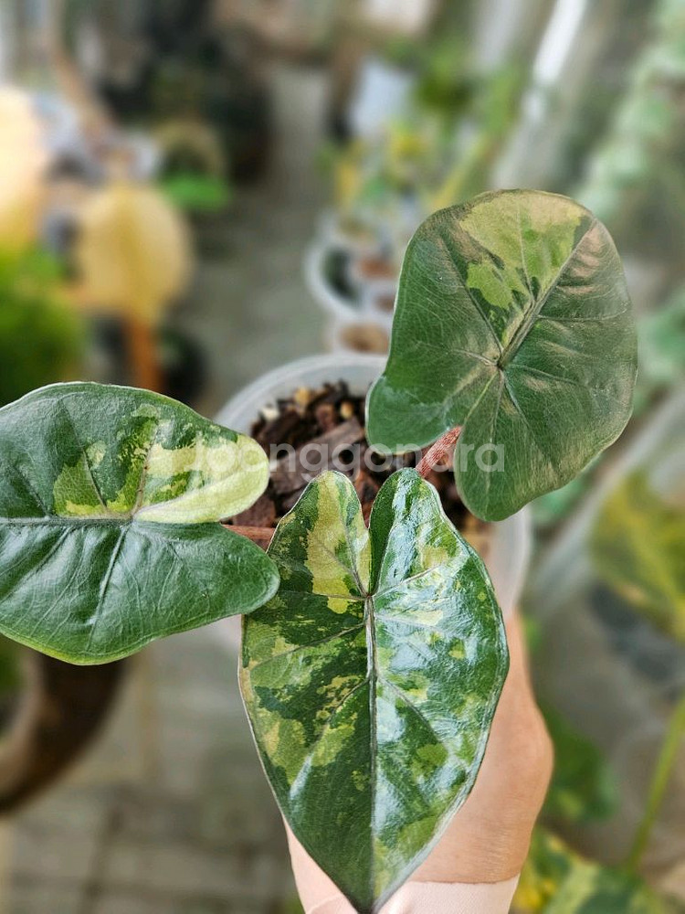 알로카시아 유카탄프린세스 바리에가타--2