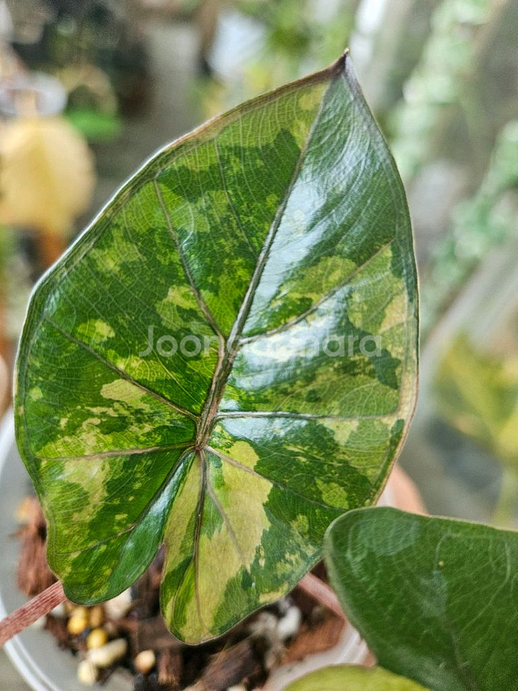 알로카시아 유카탄프린세스 바리에가타--1