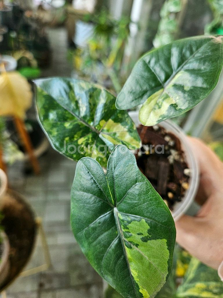 알로카시아 유카탄프린세스 바리에가타--5