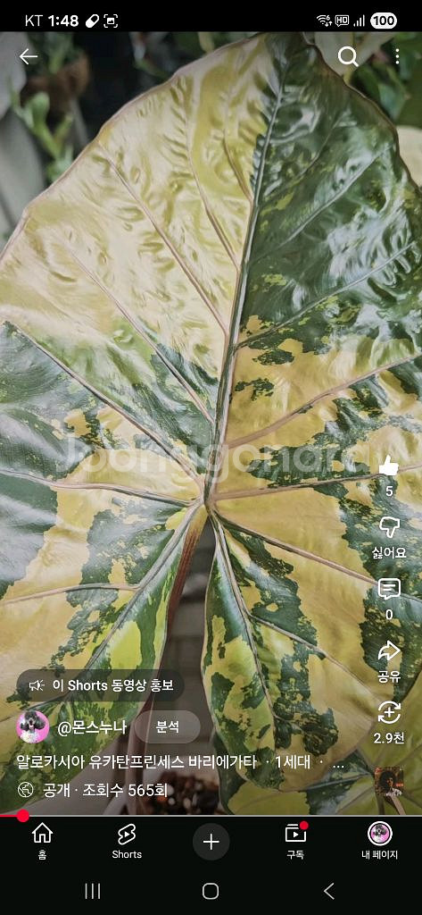 알로카시아 유카탄프린세스 바리에가타--7