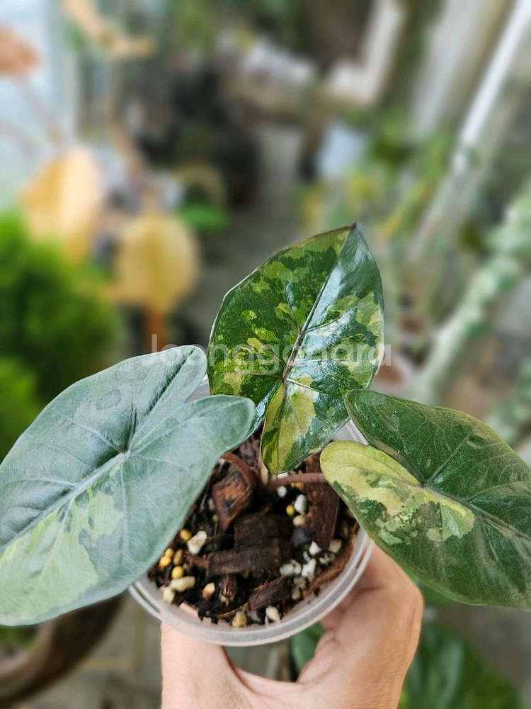 알로카시아 유카탄프린세스 바리에가타--6