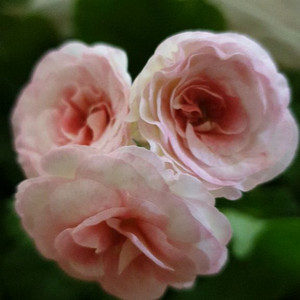 여름의숨결 제라늄