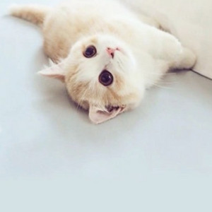 kt데이터 팔아요 #1기가 2천원