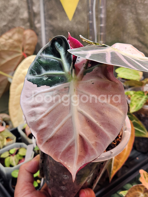 알로카시아 하트벌룬 핑크 바리에가타--0