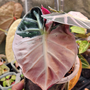 알로카시아 하트벌룬 핑크 바리에가타