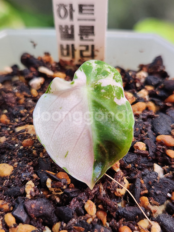 알로카시아 하트벌룬 핑크 바리에가타--1