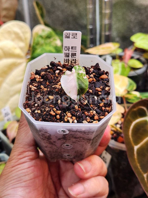 알로카시아 하트벌룬 핑크 바리에가타--2