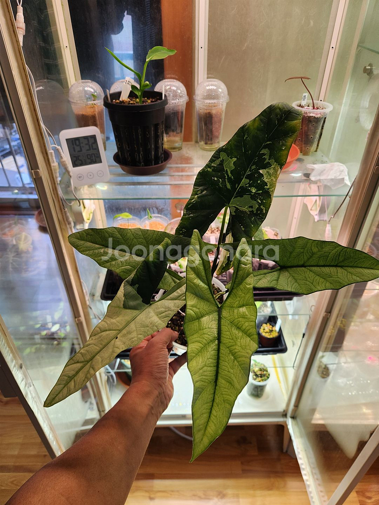 알로카시아 심포 바리에가타--0