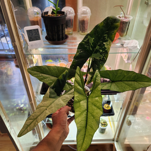 알로카시아 심포 바리에가타