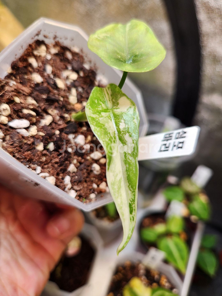 알로카시아 심포 바리에가타--1