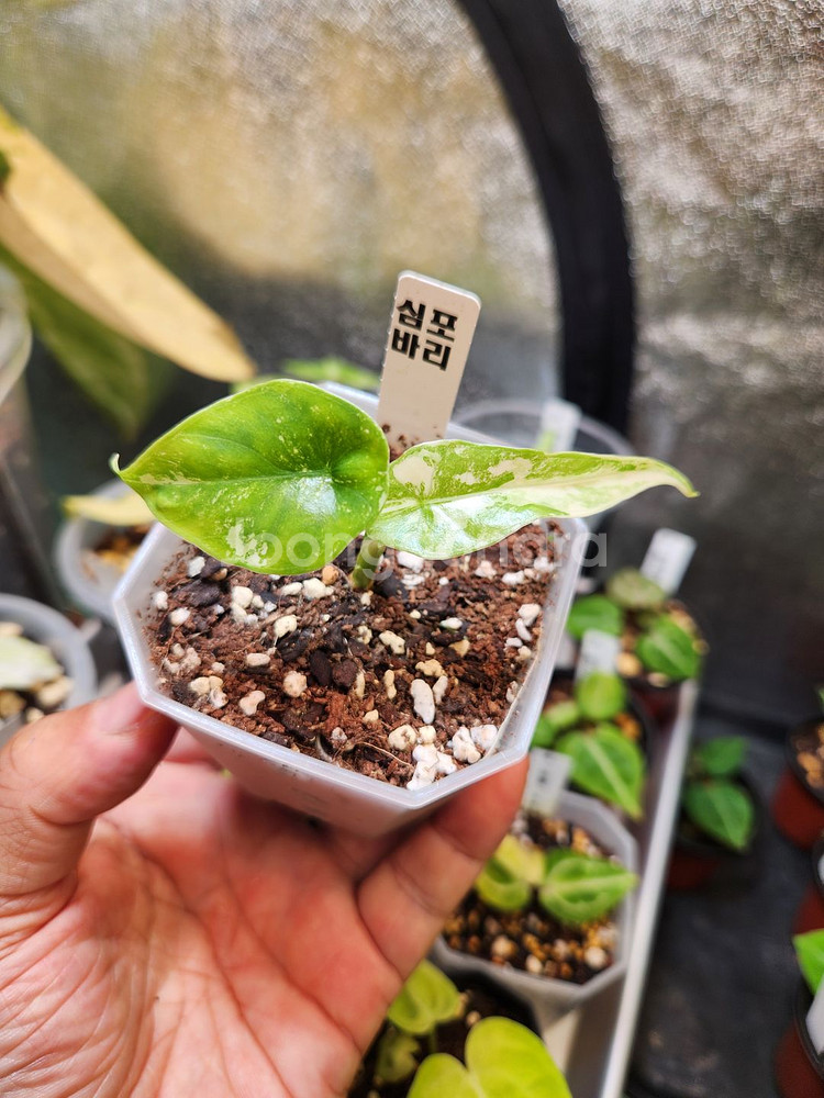 알로카시아 심포 바리에가타--2