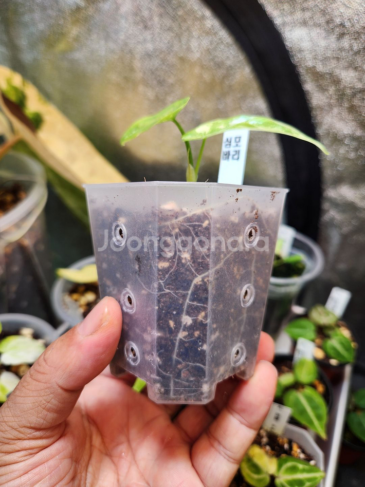 알로카시아 심포 바리에가타--3