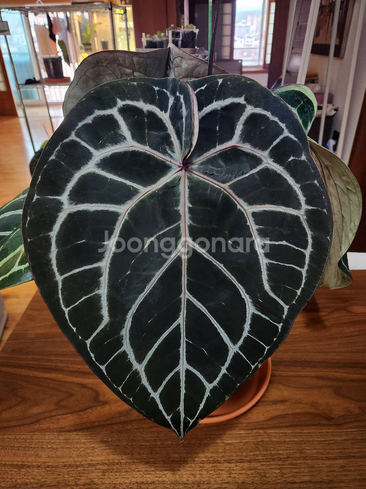 알로카시아 심포 바리에가타--5